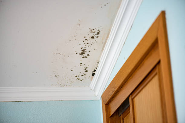 Mold Removal and Inspection in Ashdown, AR
