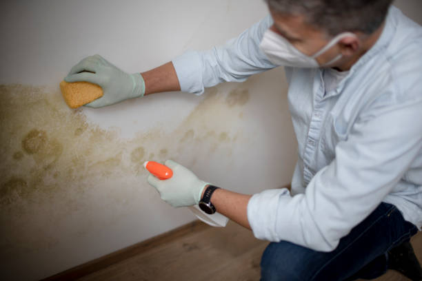 Best Crawl Space Mold Removal  in Ashdown, AR