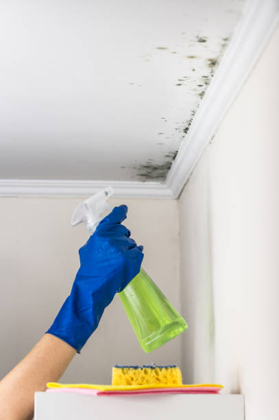 Best Residential Mold Removal  in Ashdown, AR