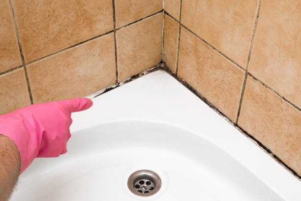 Crawl Space Mold Removal in Ashdown, AR