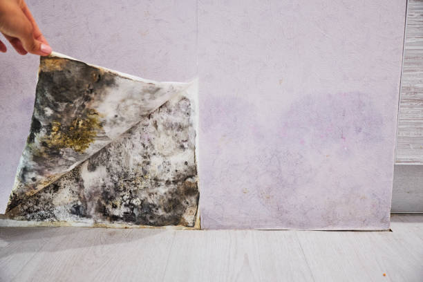 Ashdown, AR Mold Removal Company